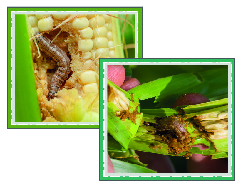 spodoptera